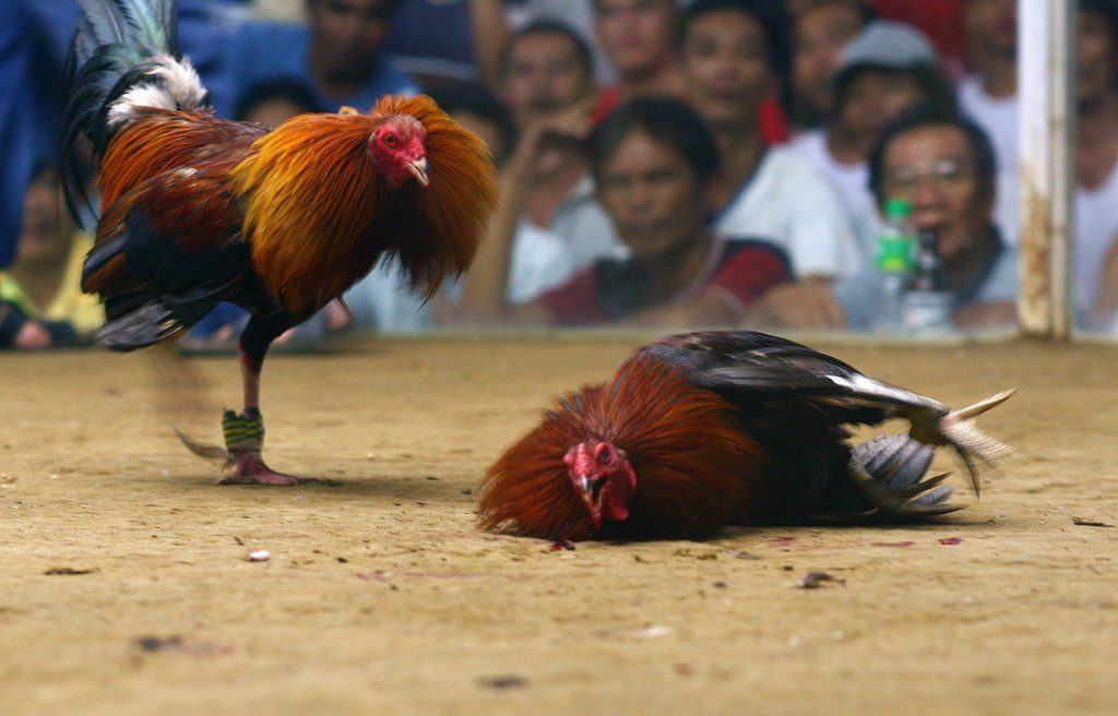 Pelajari karakter ayam