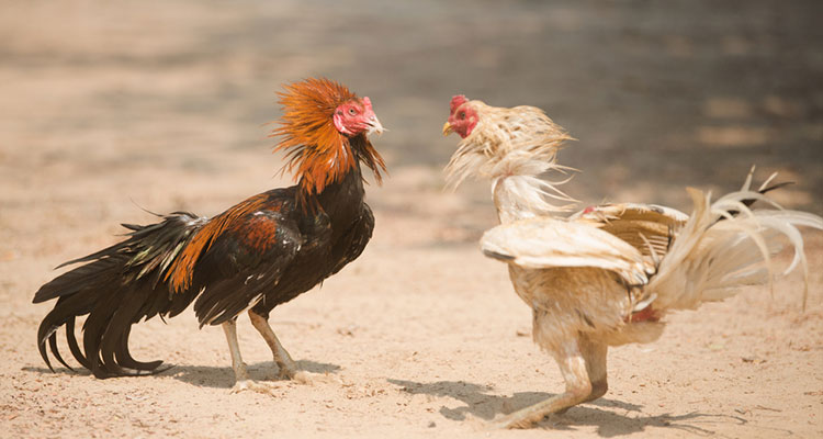 Tips Memilih Ayam Di Judi Sabung Ayam