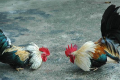 Trik Menang Di Sabung Ayam Online Via Android