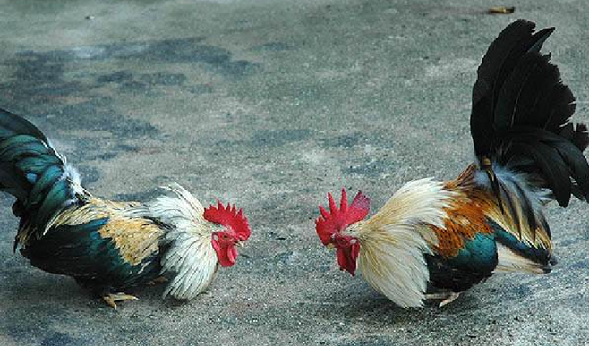 Trik Menang Di Sabung Ayam Online Via Android